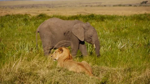 Lazy young lion is thinking if he wants to hunt elephant or just chill Video stock 106792732
