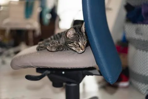 Lazy young tabby cat lying on office chair. Stock Photos