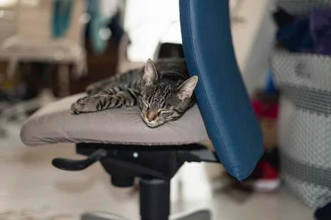 Lazy young tabby cat lying on office chair. Stock Photos