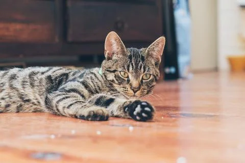 Lazy young tabby cat lying on wooden floor in house. Stock Photos