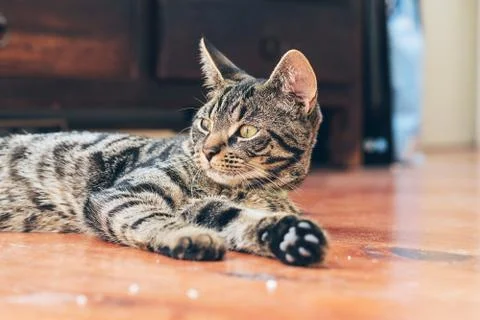 Lazy young tabby cat lying on wooden floor in house. Stock Photos