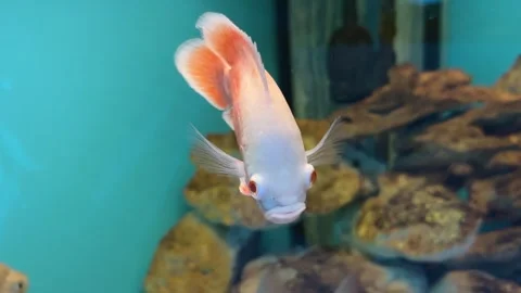 Lbino Oscar looking directly into the camera in a blue aquarium. Stock-Footage 346518690