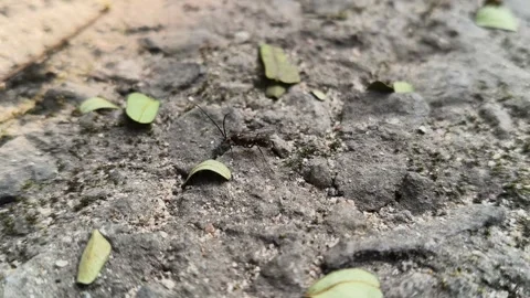 Lchneumonidae wasps. 库存影片 325564870