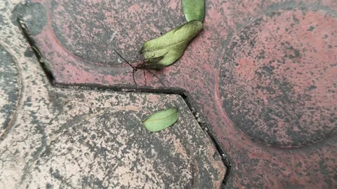 Lchneumonidae wasps. 库存影片 325564874