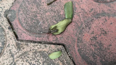 Lchneumonidae wasps. Видео 325564877