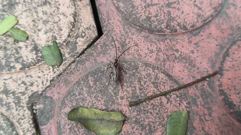 Lchneumonidae wasps. Vidéo 325564974