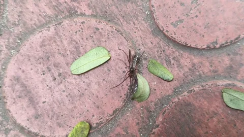 Lchneumonidae wasps. 库存影片 325564985