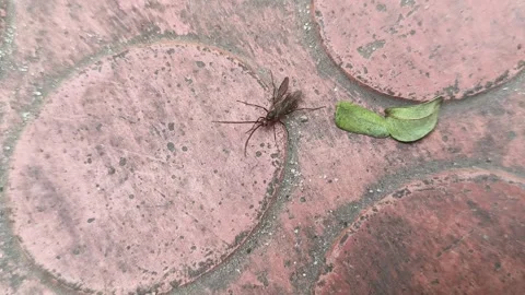 Lchneumonidae wasps. 動画素材 325564989