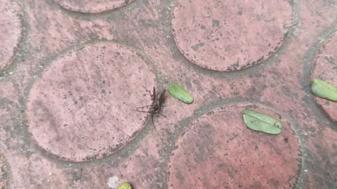 Lchneumonidae wasps. Видео 325565072