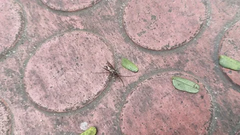 Lchneumonidae wasps. 库存影片 325565073