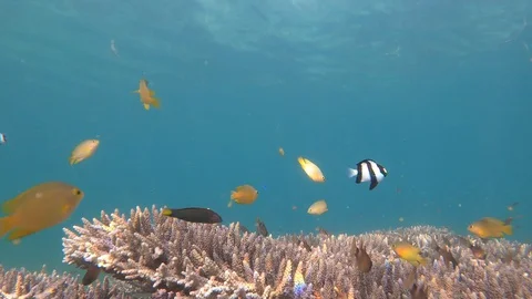 LCMU3001 Stock Footage 128046855