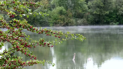 LD Berries on a tree branch and the misty lake in the background Stock Footage 150203938