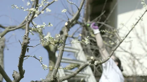 LD Blooming tree branch and woman pruning a tree in the background Stock Footage 151265139