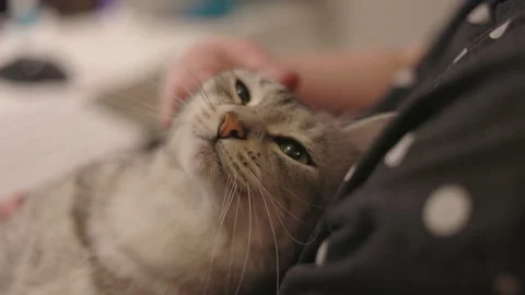 LD Cat lying in woman's arms and woman is petting her Stock Footage 270168008