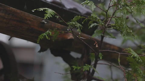 LD Cypress branch in rainfall Stock Footage 270244237