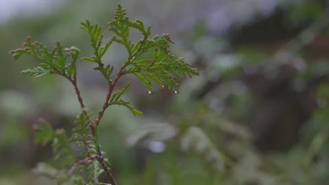 LD Cypress leaf in rain Stock Footage 270244117