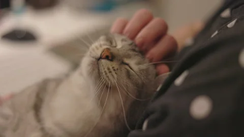 LD Female hand gently stroking her cat's head while sitting by her computer at h Stock Footage 270168820