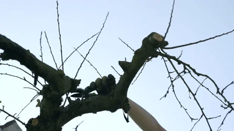 LD Female hand in gloves when pruning a tree Stock Footage 151266129