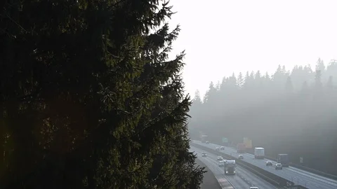 LD Forest trees and a misty highway on a sunny day Stock Footage 123609469