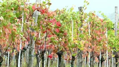 LD Grapevine branches moving in a vineyard on a windy day Stock Footage 150227714