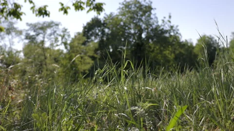 LD Grass moving in the wind in the summer meadow Stock Footage 225923422