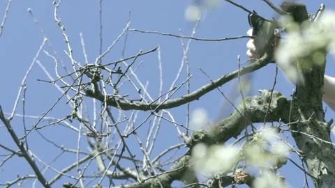 LD Hand of a person pruning a tree Stock Footage 151265121