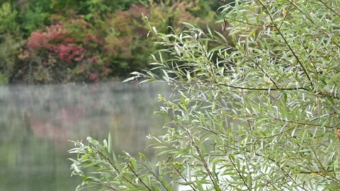 LD Hazy lake through the branches Stock Footage 150201787