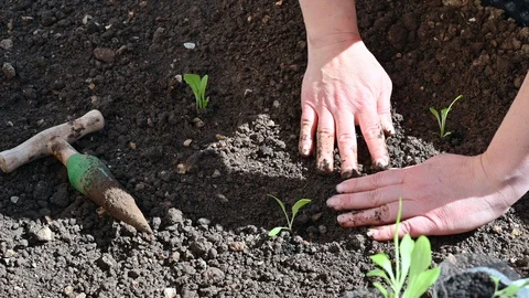 LD High angle shot gardener taking the seedling out of the reused plastic Stock Footage 128054465