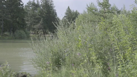 LD Lake on a nice summer day Stock Footage 160142128