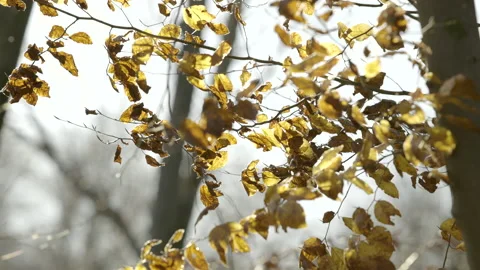 LD Leaves on a windy day in fall Stock Footage 146515543