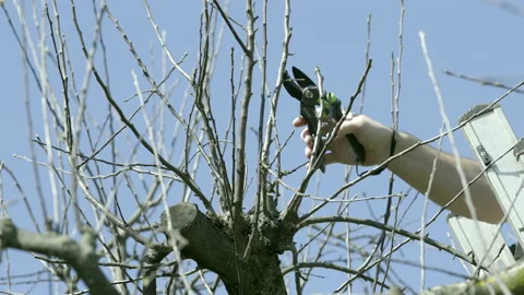 LD Male hand pruning a tree in sunshine Stock Footage 151264531