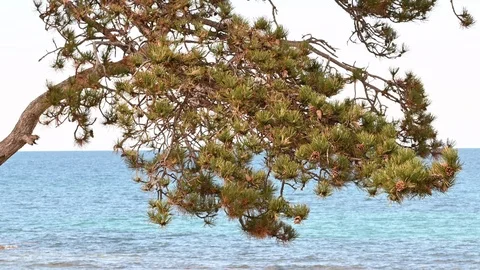 LD Pine tree with sea in the background Stock Footage 125692784