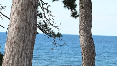 LD Pine trees overlooking the calm sea on a sunny day Stock Footage 125853615