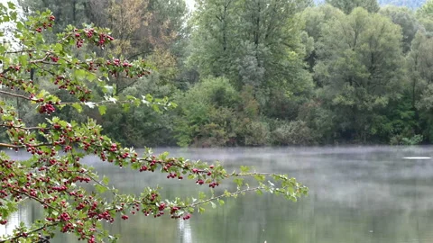 LD Red berries on a tree by the misty lake Stock Footage 150202265