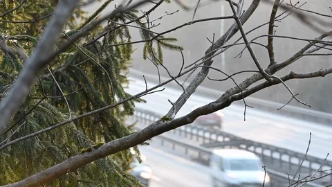 LD Tree branches and highway traffic in the background Stock Footage 123609719
