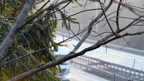 LD Tree branches and a highway in the background Stock Footage 123609737
