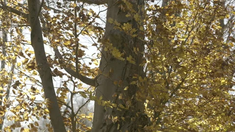 LD Tree in forest on a windy day in autumn Stock Footage 146515308