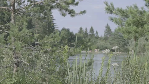 LD Trees moving in the wind along the lake in summer Stock Footage 160143686