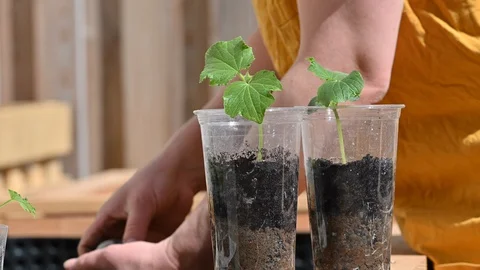 LD Two cucumber seedlings set on the raised garden bed in reused plastic cups Stock Footage 128055241