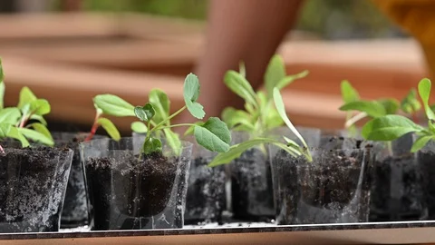 LD Vegetable seedlings in reused plastic cups basking in the sun Stock-Footage 128055298