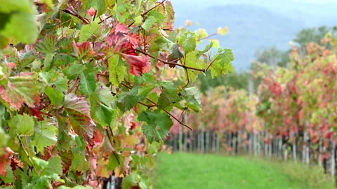 LD Vineyard with grapevine branches moving in the wind Stock Footage 150228017