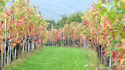 LD Vineyard on a windy day Stock Footage 150227936
