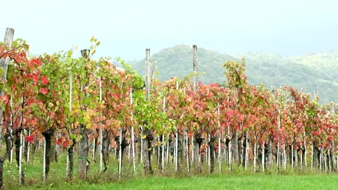 LD Vineyard on a windy hill Stock Footage 150227503