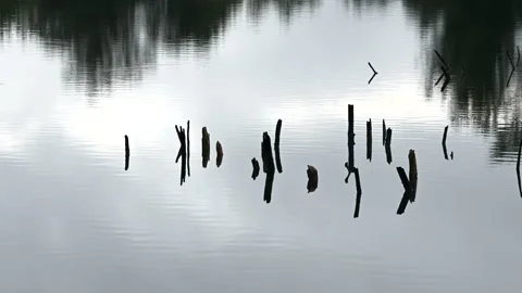 LD Wood sticking out the surface of the lake Stock Footage 150201151