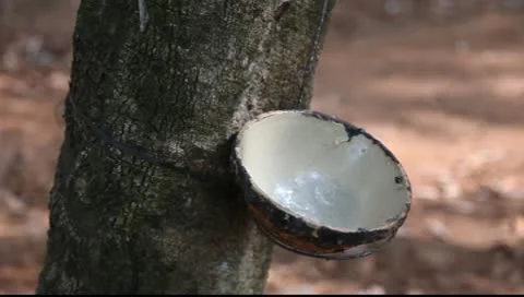 LDA P 00296 Video stock 9552786