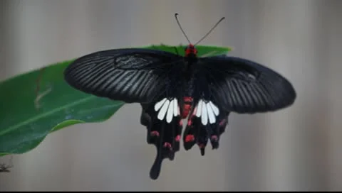 LDA P 00490 Video stock 10061973