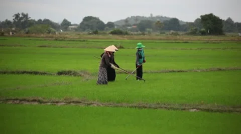 LDA P 01103 Video stock 12422950