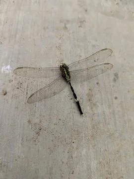 Ldead dragonfly Stock Photos