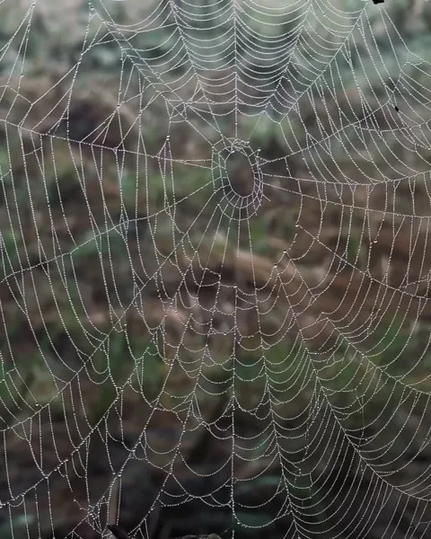 LDelicate Spiderweb Covered in Morning Dew Stock Footage 290835904