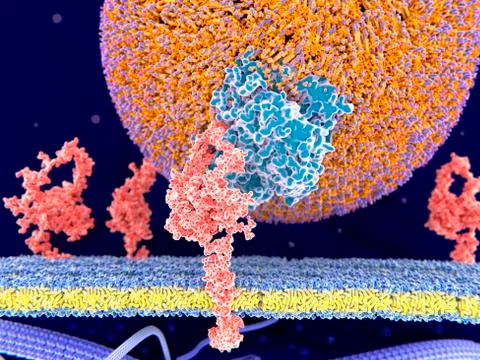 LDL bound to receptor, illustration 스톡 일러스트